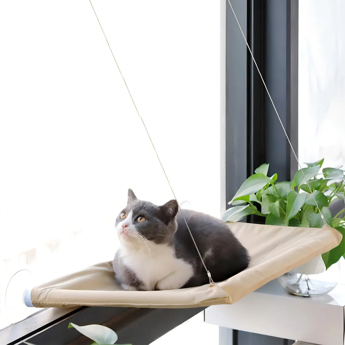Hamaca para Gatos con Ventosa – Descanso Premium en la Ventana
